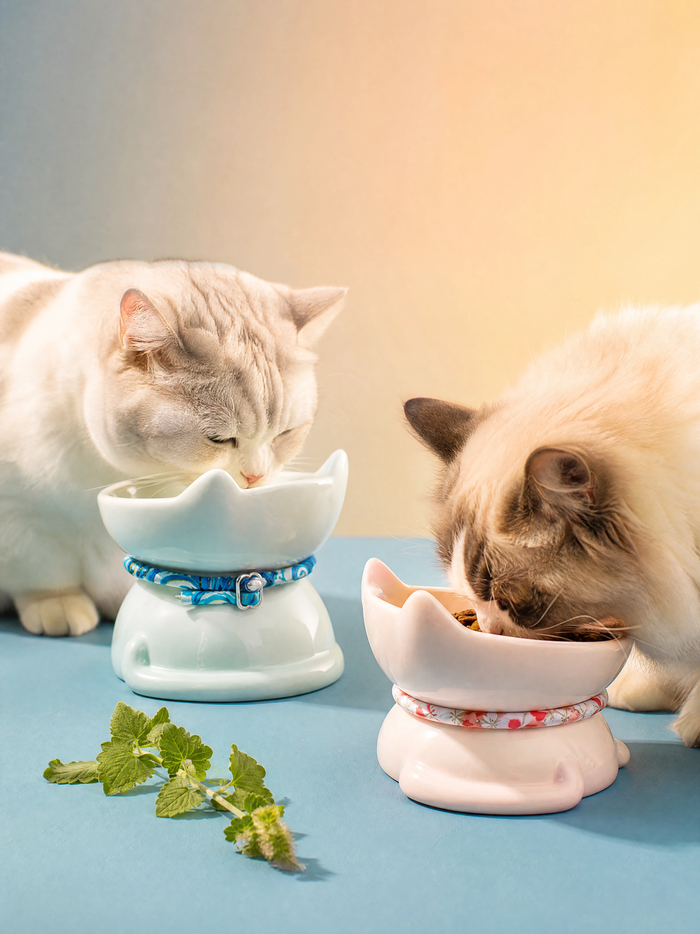 British Shorthair and Ragdoll eating from LunaCrest elevated cat-ear bowls at comfortable neck height